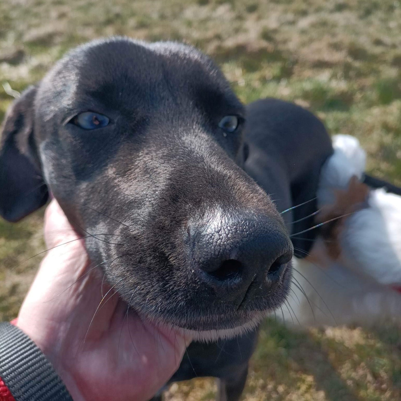 portrait d'un chien noir aux yeux bleus