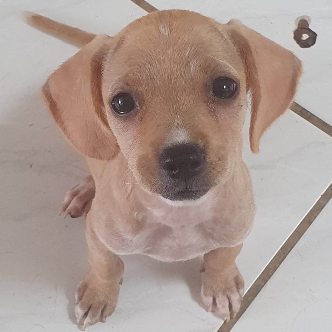 chiot beige clair