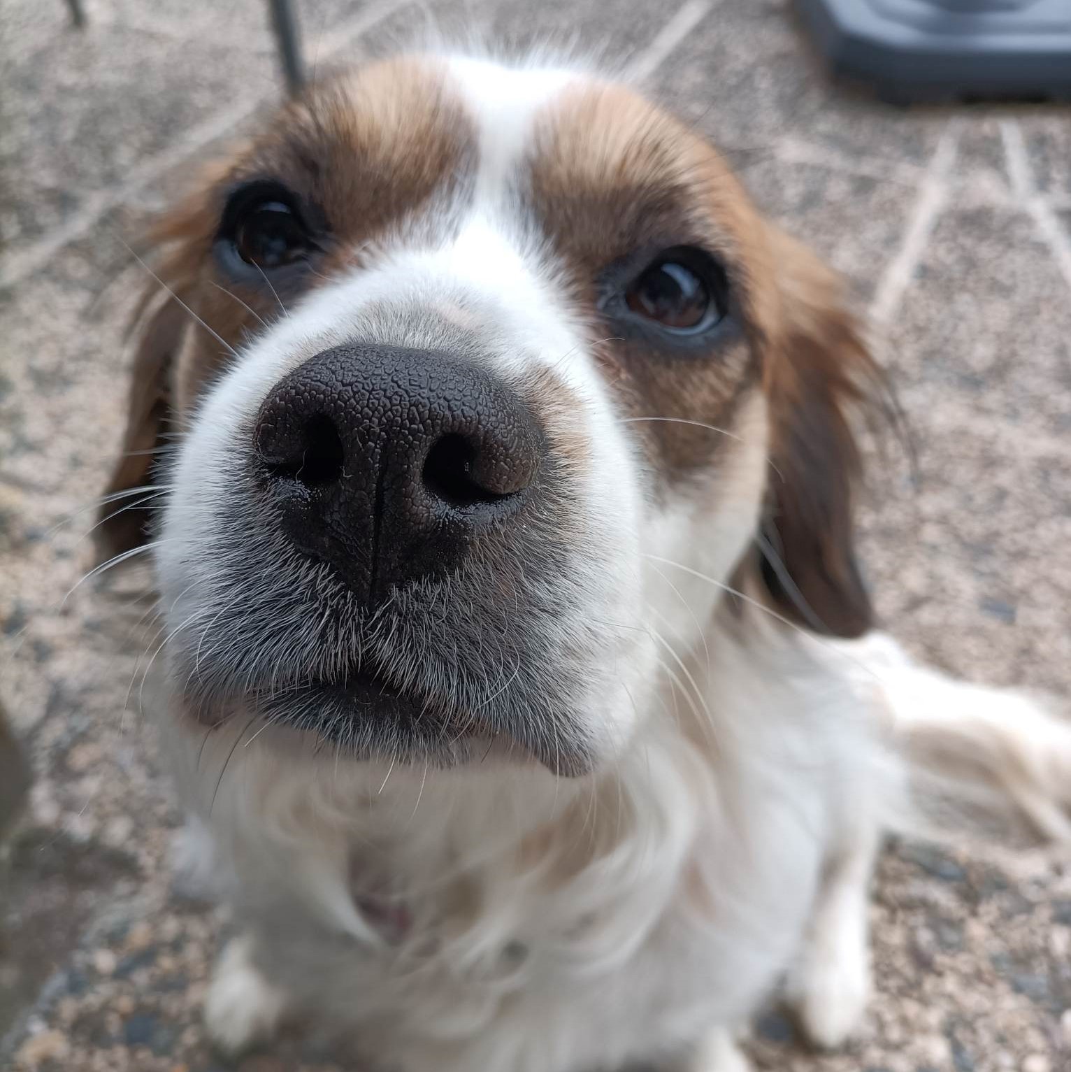 portrait d'un chien