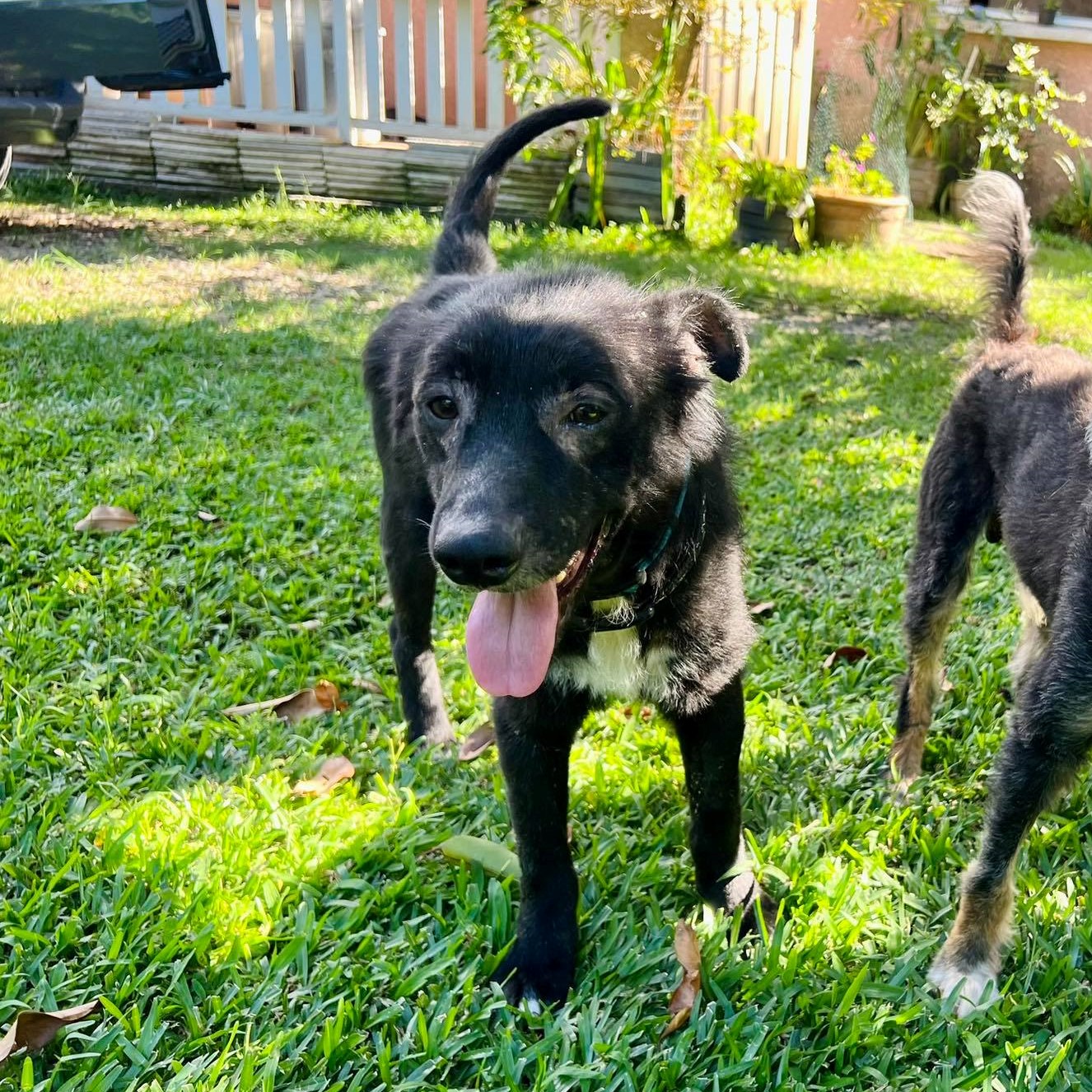 chien noir et blanc debout dans l'herbe avec un collier bleu