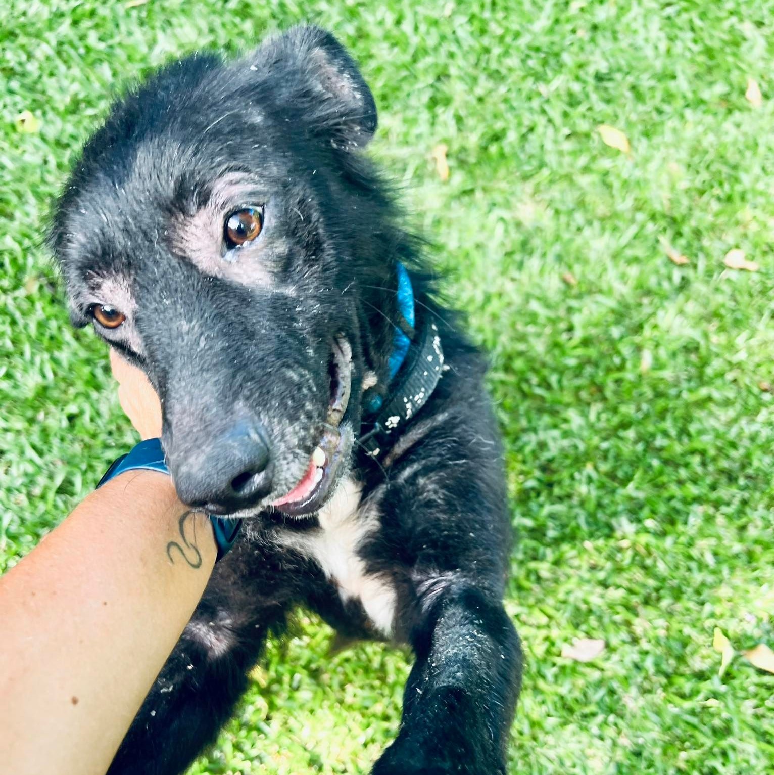 chien noir et blanc debout dans l'herbe avec un collier bleu