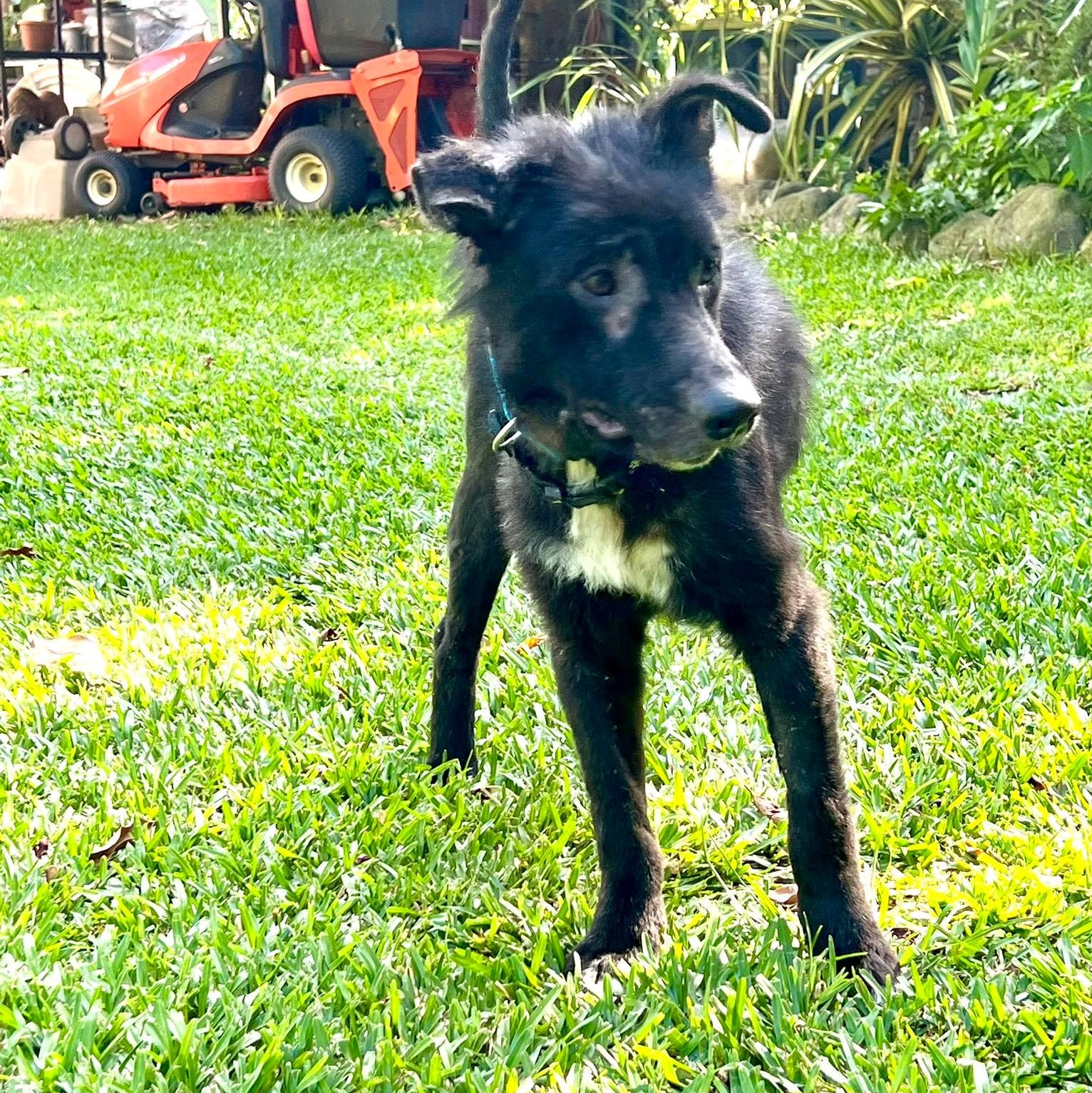 chien noir et blanc debout dans l'herbe avec un collier bleu