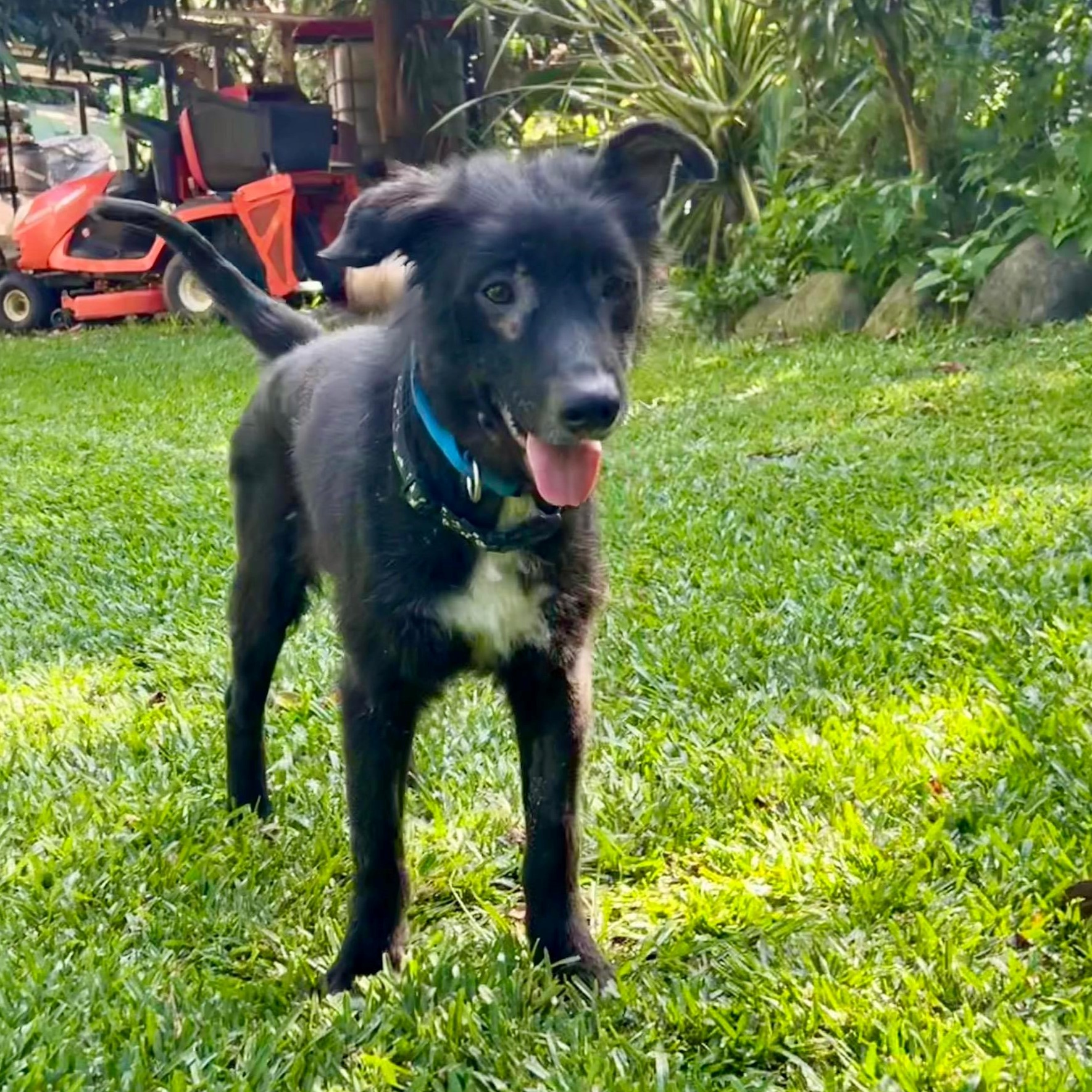 chien noir et blanc debout dans l'herbe avec un collier bleu