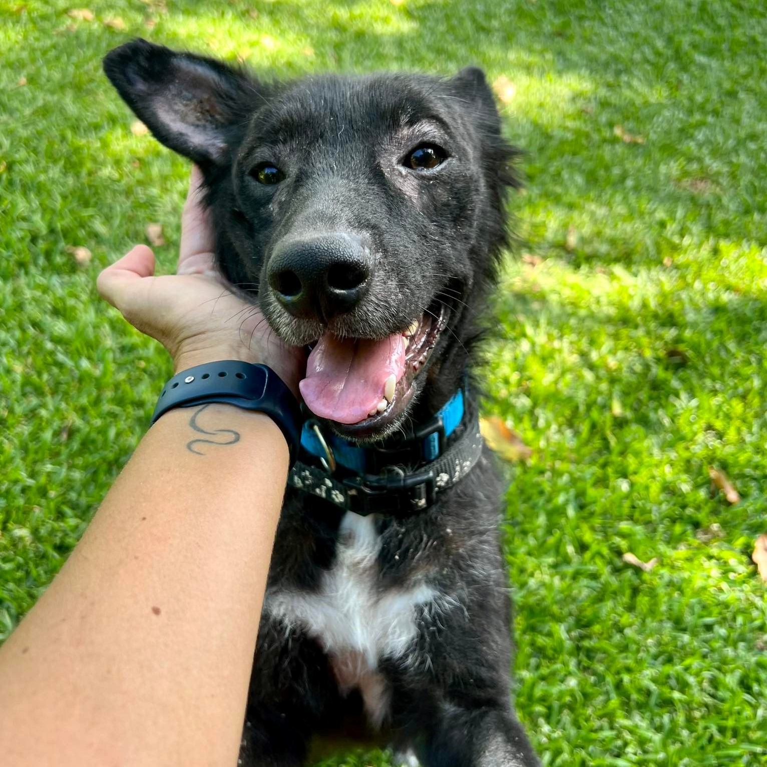 chien noir et blanc debout dans l'herbe avec un collier bleu