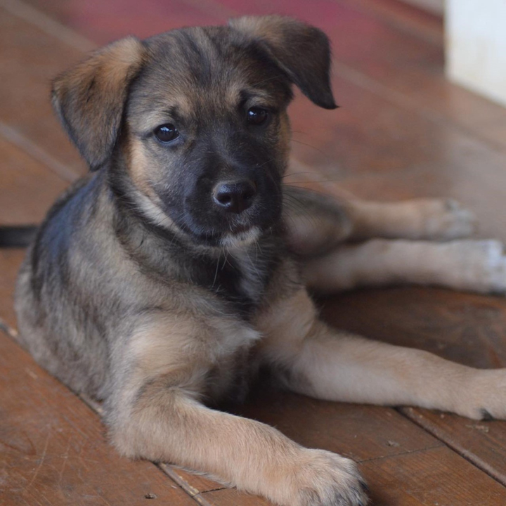 chiot type berger marron et blanc allongé sur un carrelage beige