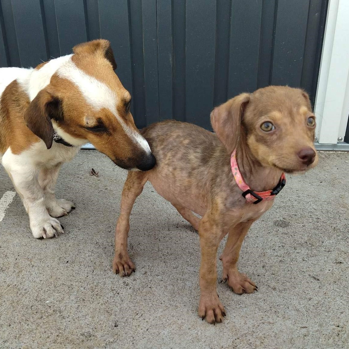 chiot marron clair debout avec un collier rose