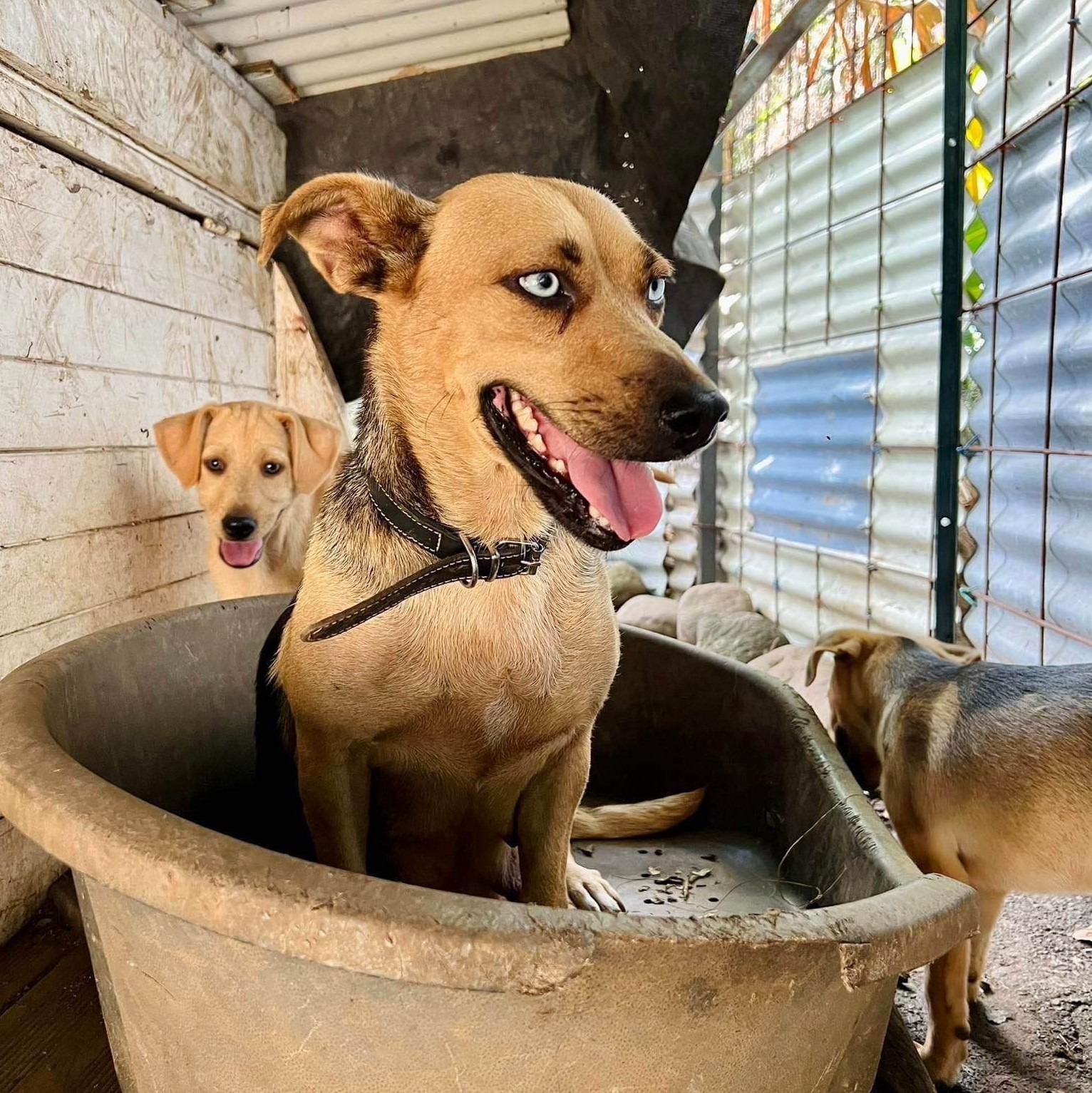 chien type berger aux yeux bleus dans un panier beige