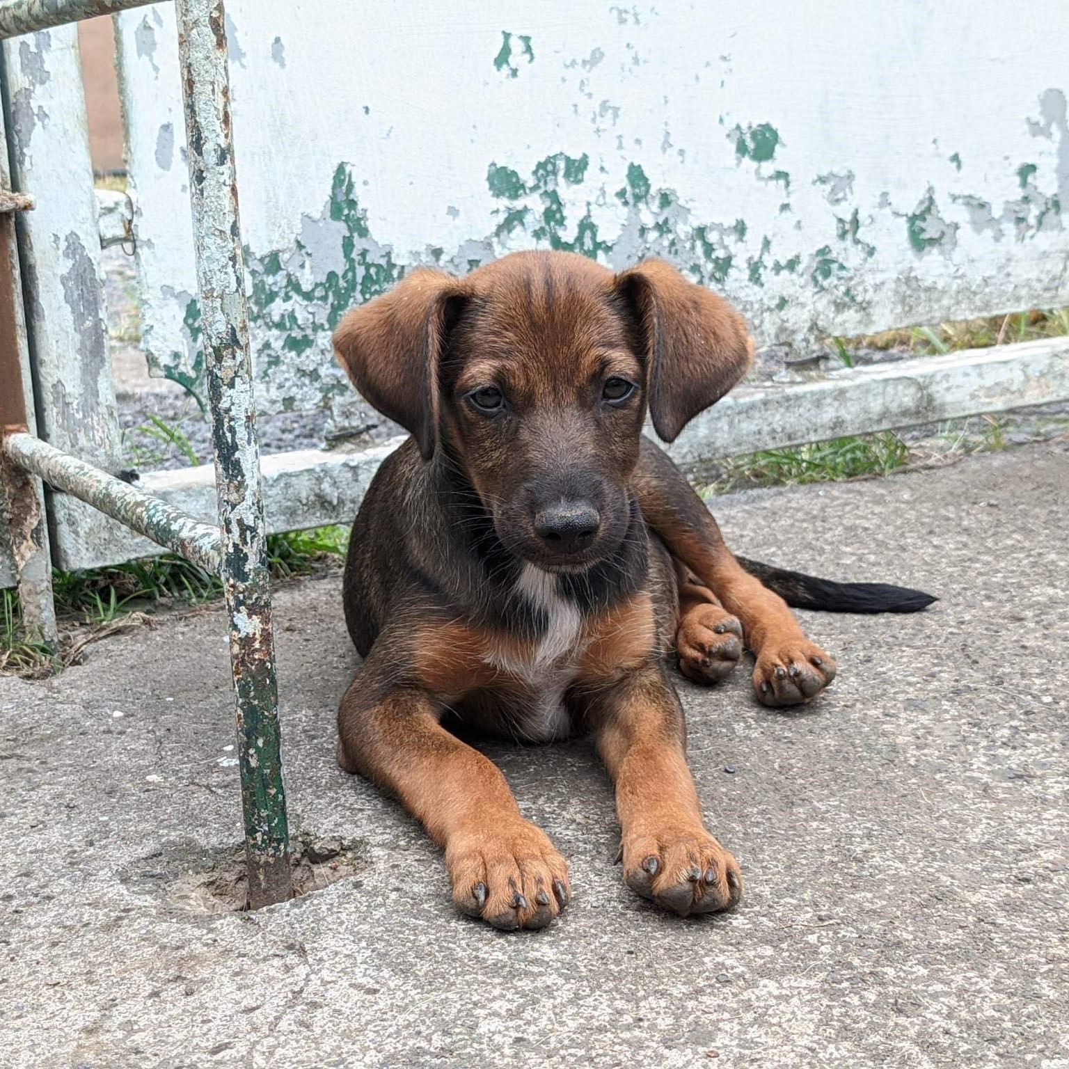 chiot fauve couché sur le béton qui regarde l'objectif