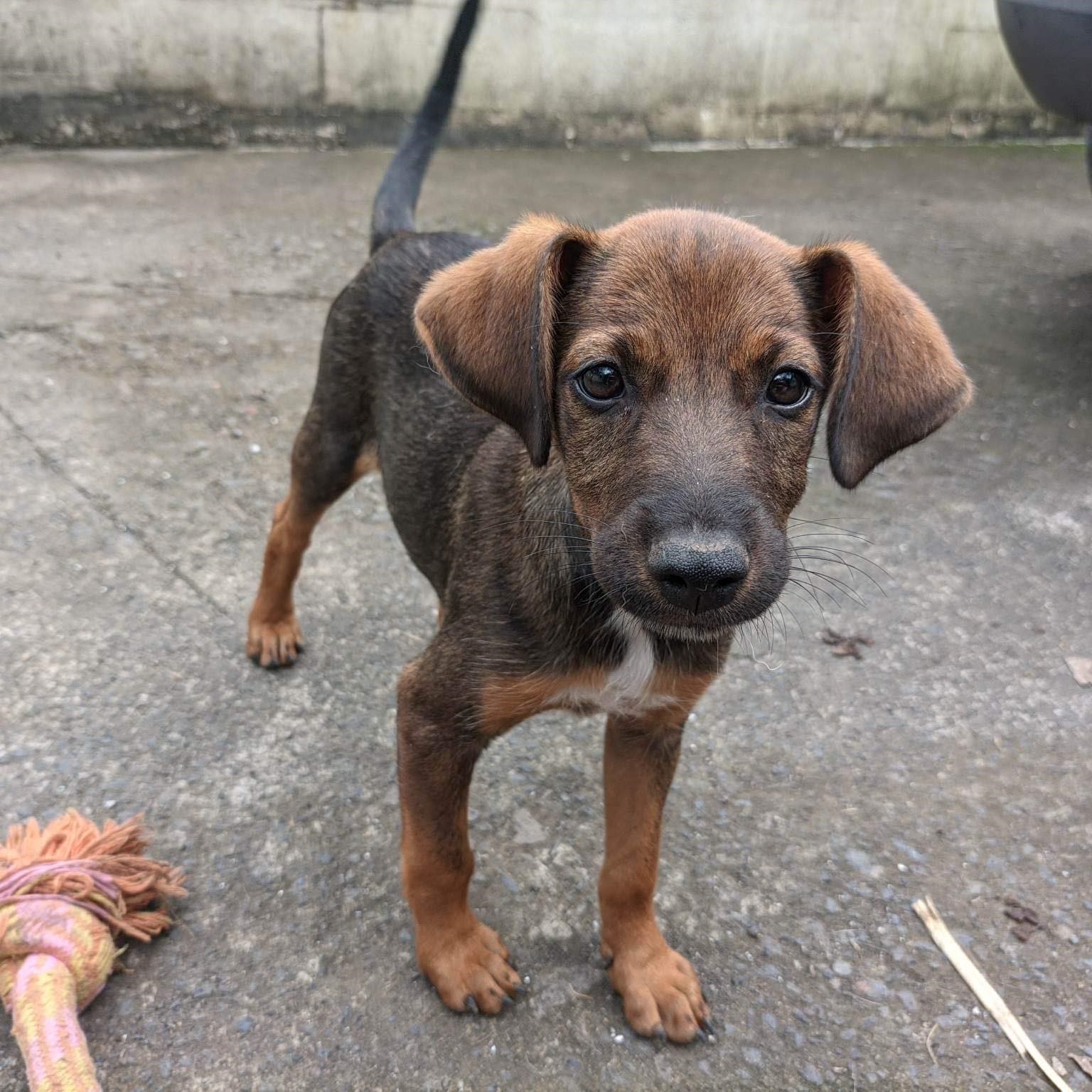 chiot fauve debout qui regarde l'objectif