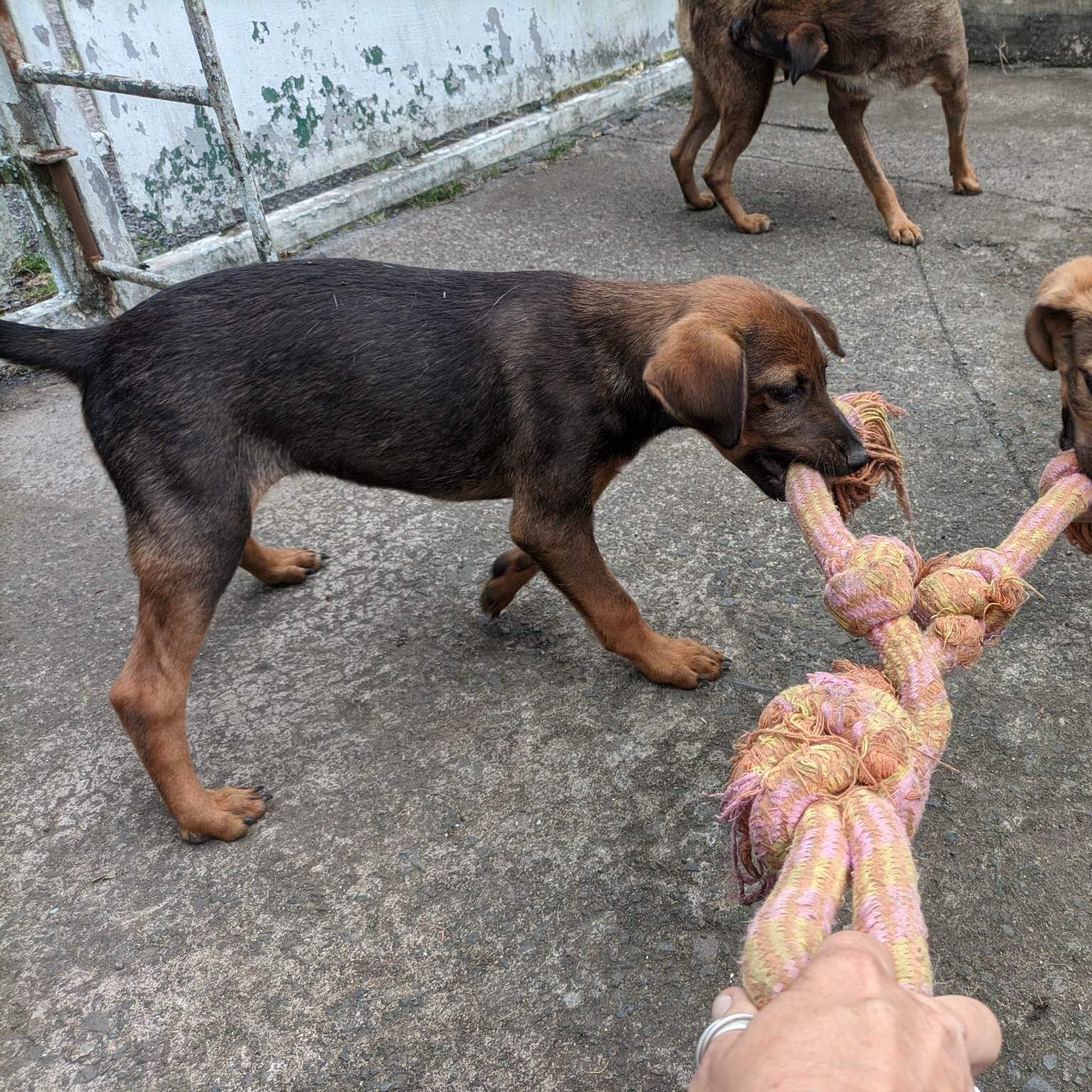 chiot fauve et noir qui joue avec une corde au premier plan