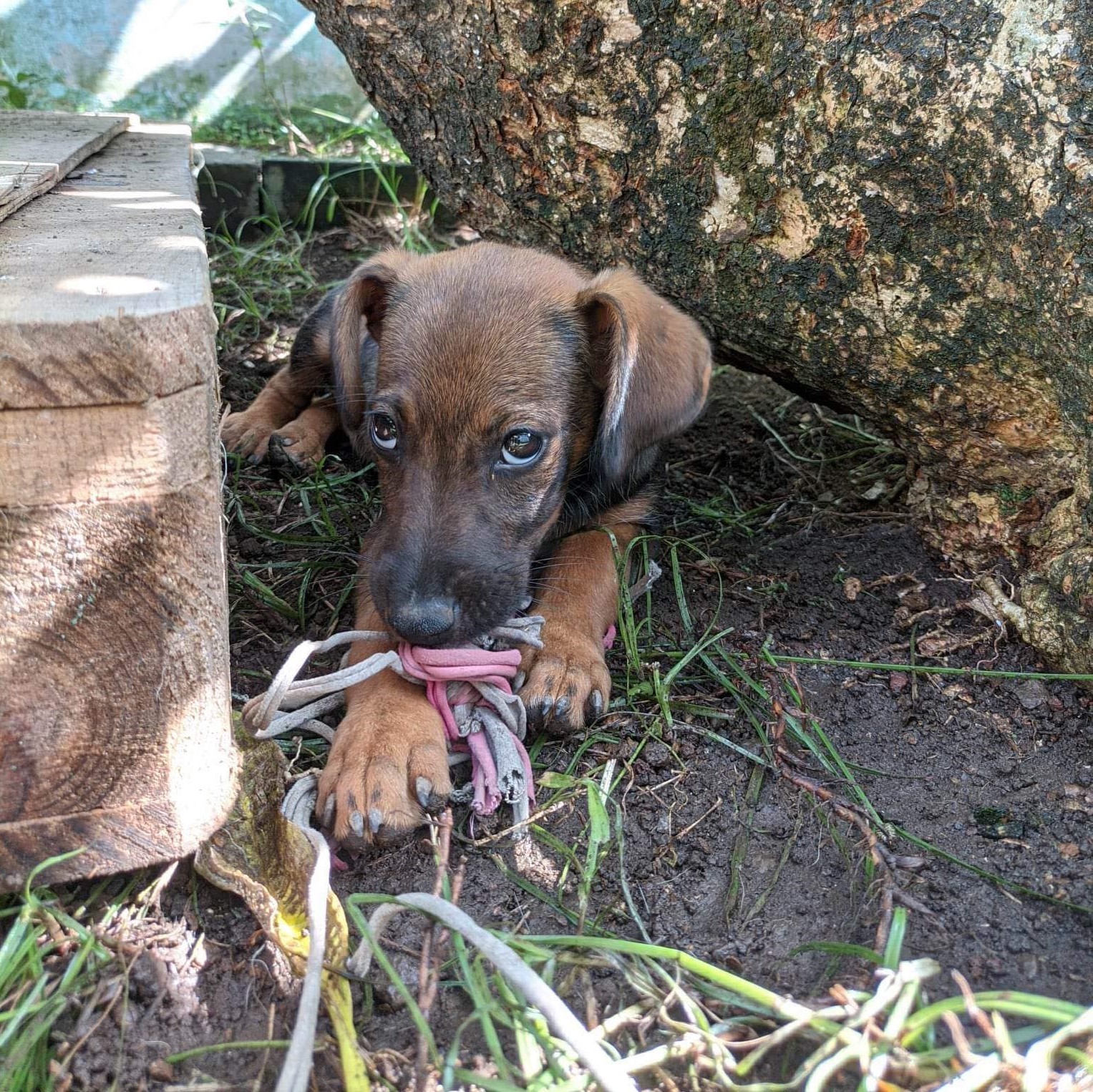 chiot fauve couché au sol, avec une corde dans la gueule