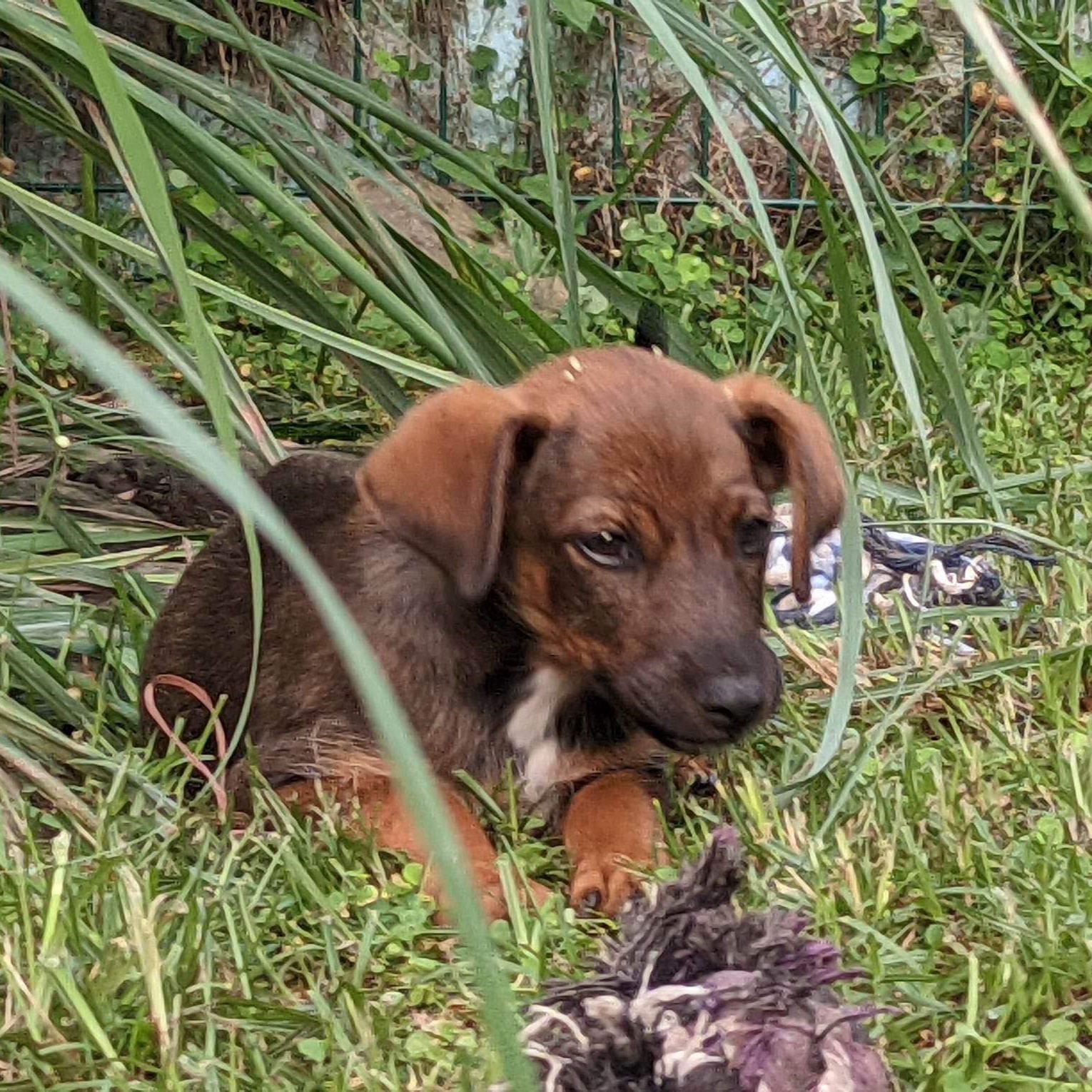 chiot fauve couché dans l'herbe avec une corde violette au premier plan