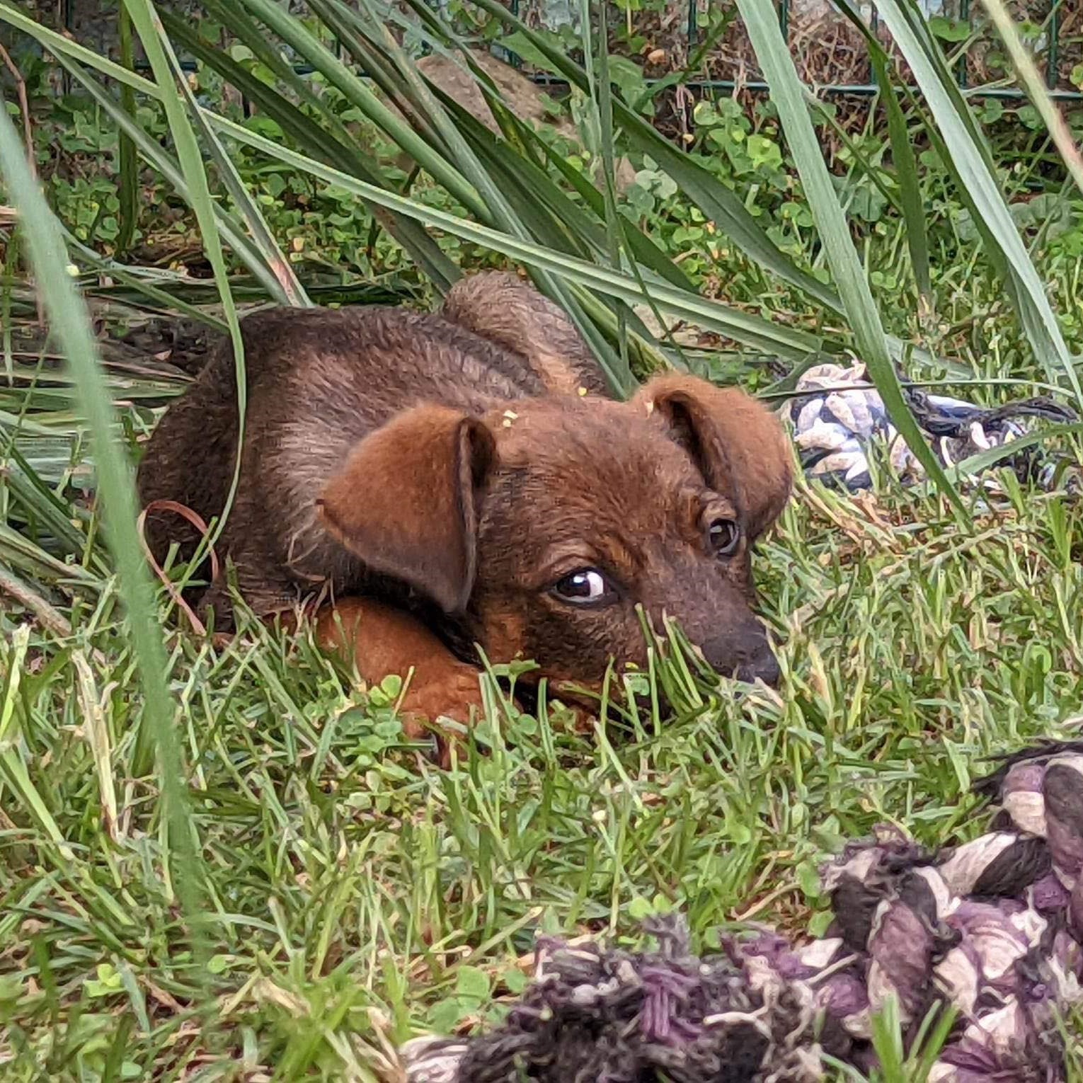 chiot fauve couché dans l'herbe, une corde violette au premier plan