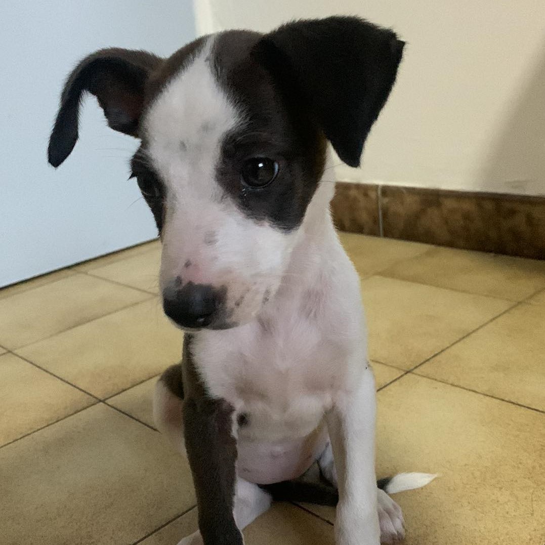 chiot noir et blanc assis sur un carrelage jaune qui regarde vers le sol