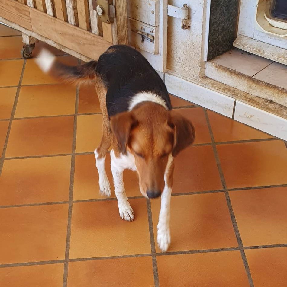 chien style berger tricolore marchant sur du carrelage