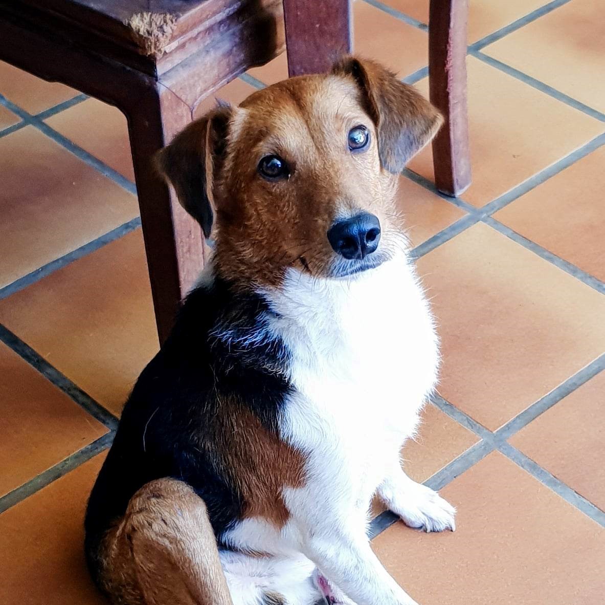 chien style berger tricolore assis sur du carrelage