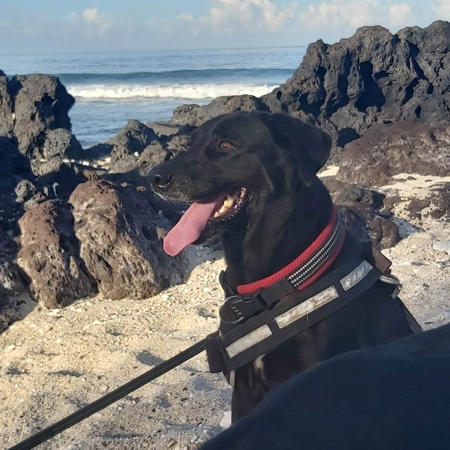 chien noir de profil sur la plage