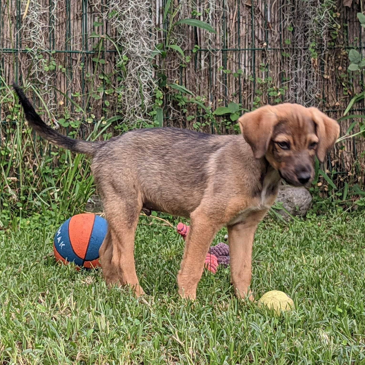 chiot fauve charbonné debout de profil en extérieur. Un ballon orange et bleu derrière lui.