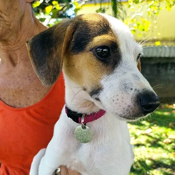 chiot blanc et marron avec un collier rouge