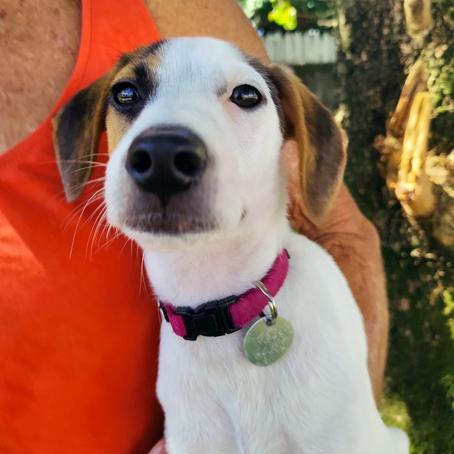 chiot blanc et marron avec un collier rouge