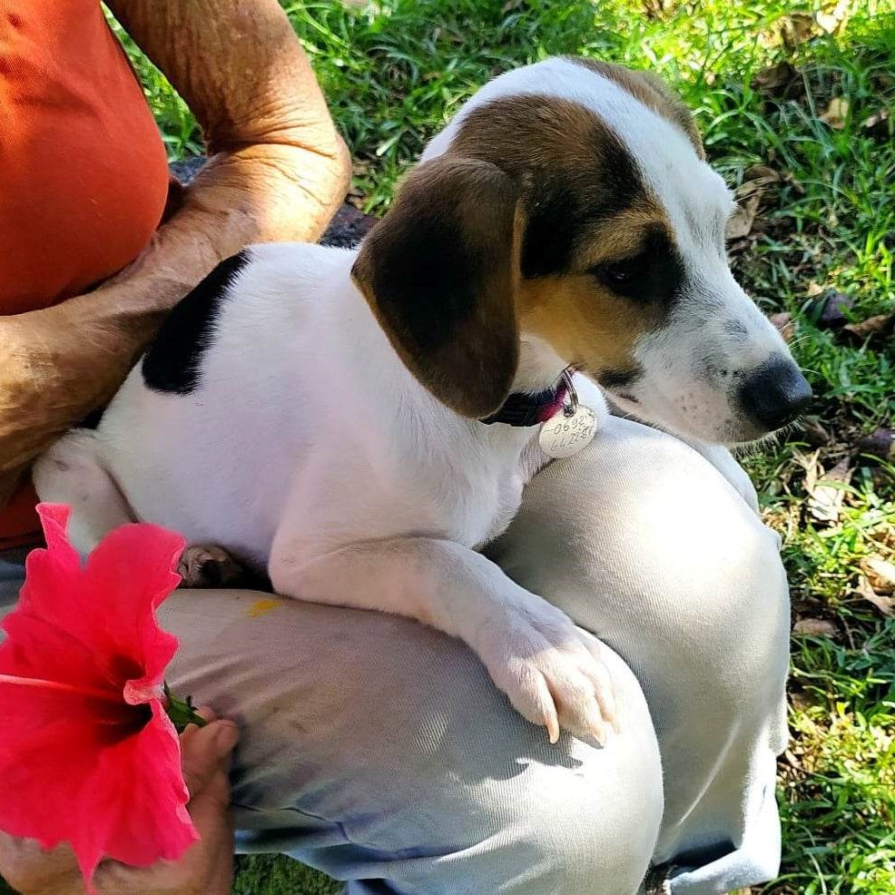 chiot tricolore blanc, marron et noir couché sur les genoux de quelqu'un