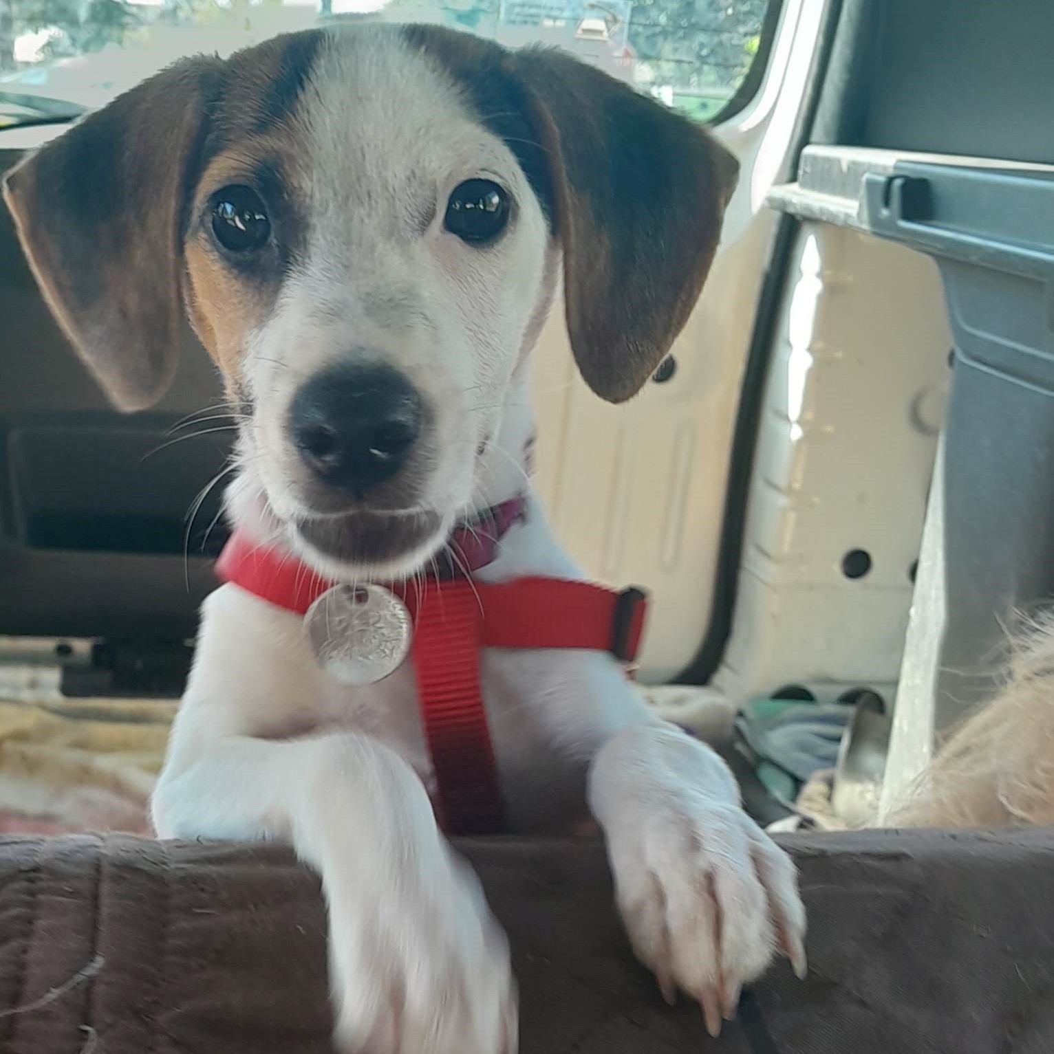 Chiot tricolore de face portant un harnais rouge