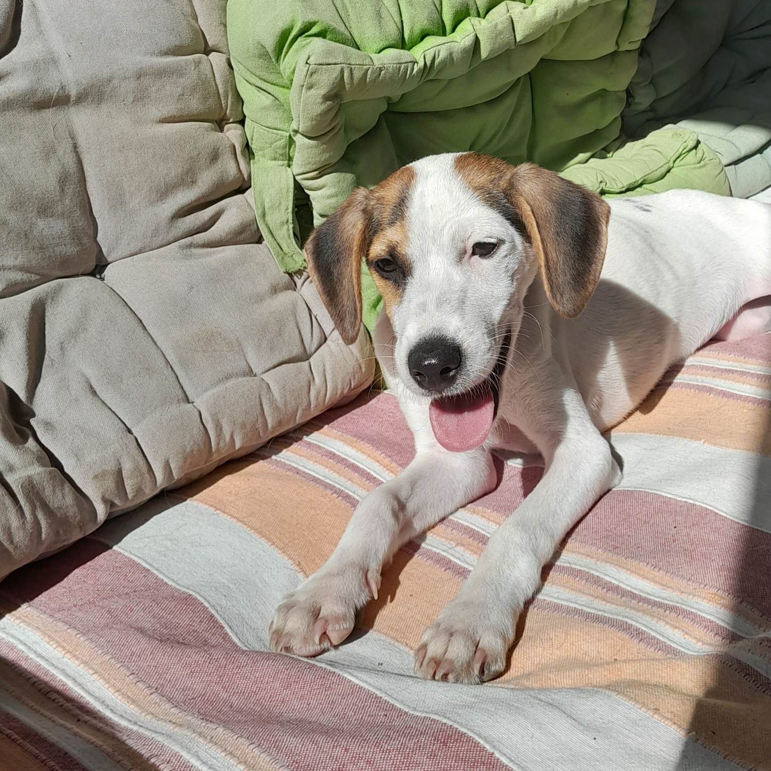 chiot tricolore couché sur une couverture rayée