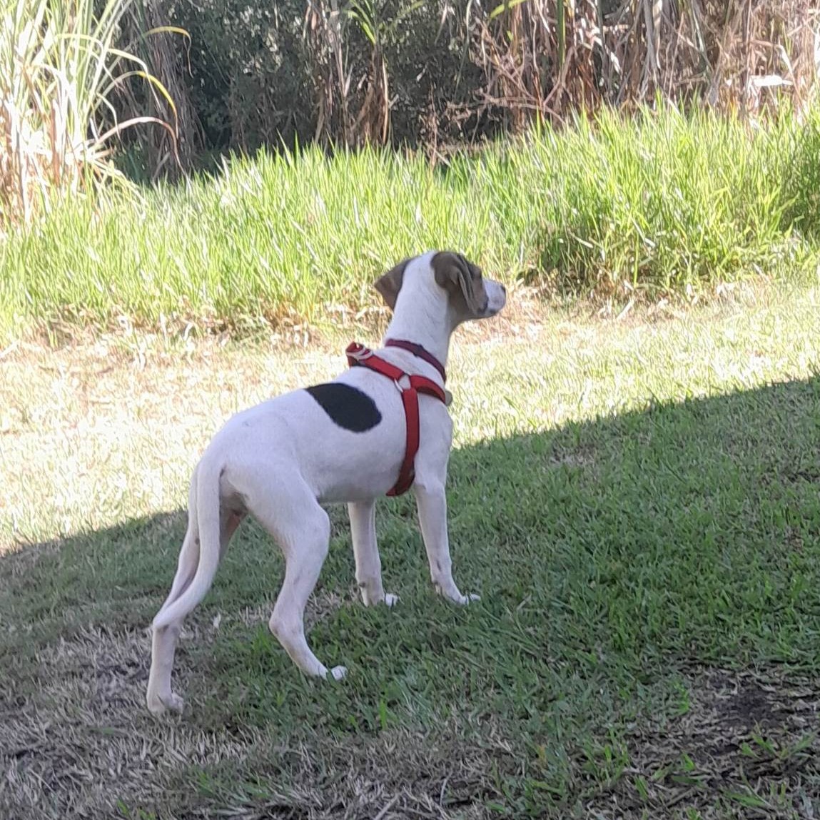 chien blanc avec des tâches noires et un harnais rouge, debout de dos