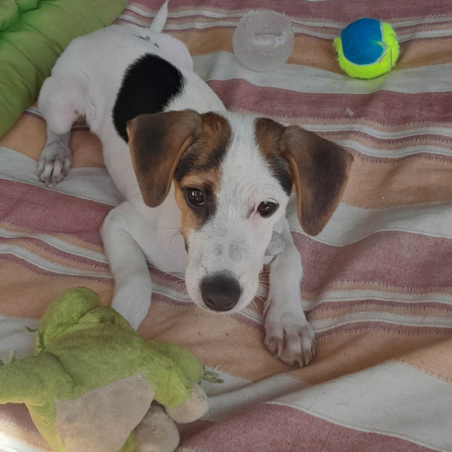 chiot tricolore couché sur une couverture rayée