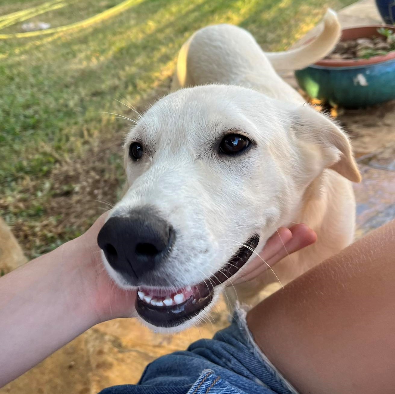 chien beige qui pose sa tête dans la main d'un humain, semble heureux