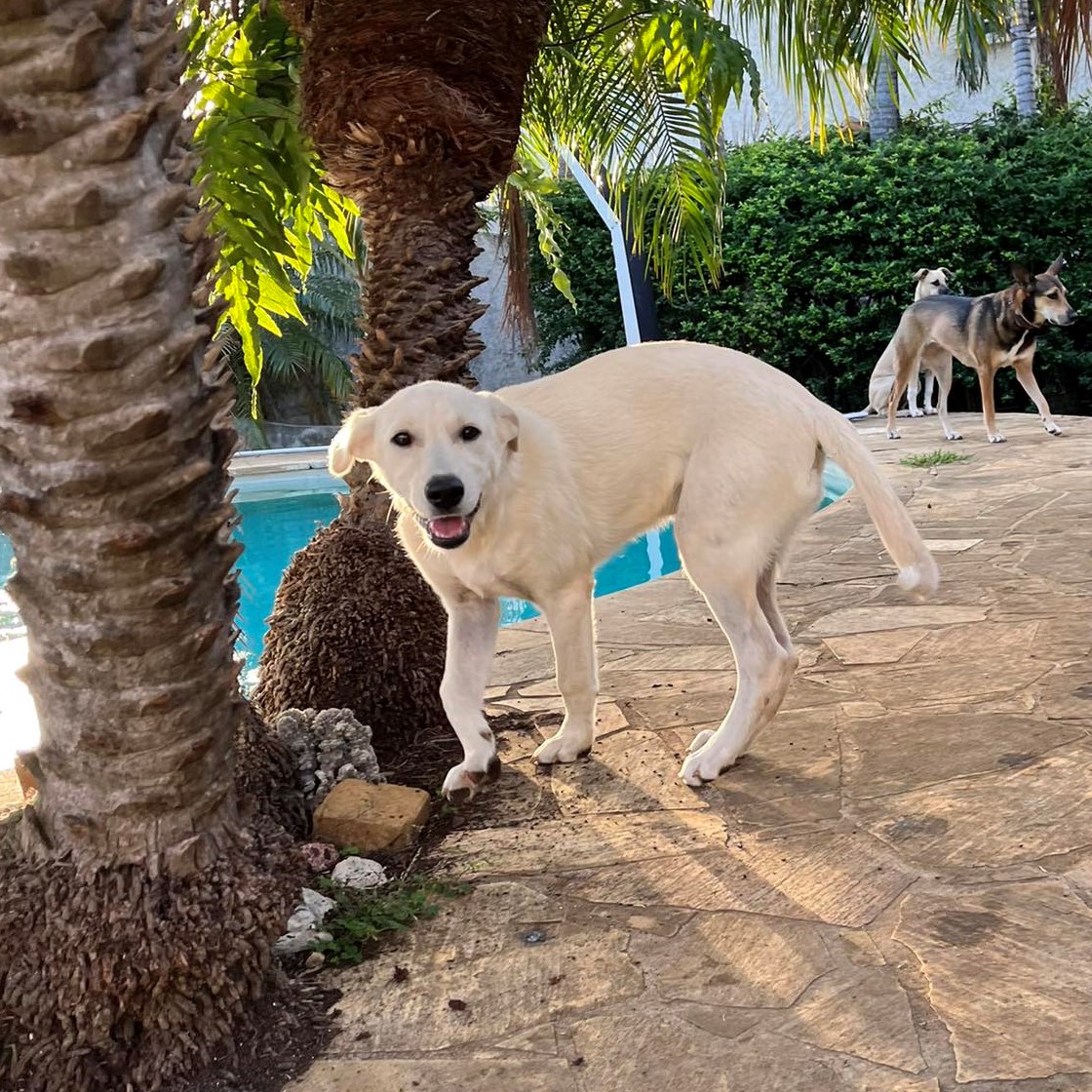 chien beige qui marche vers l'objectif