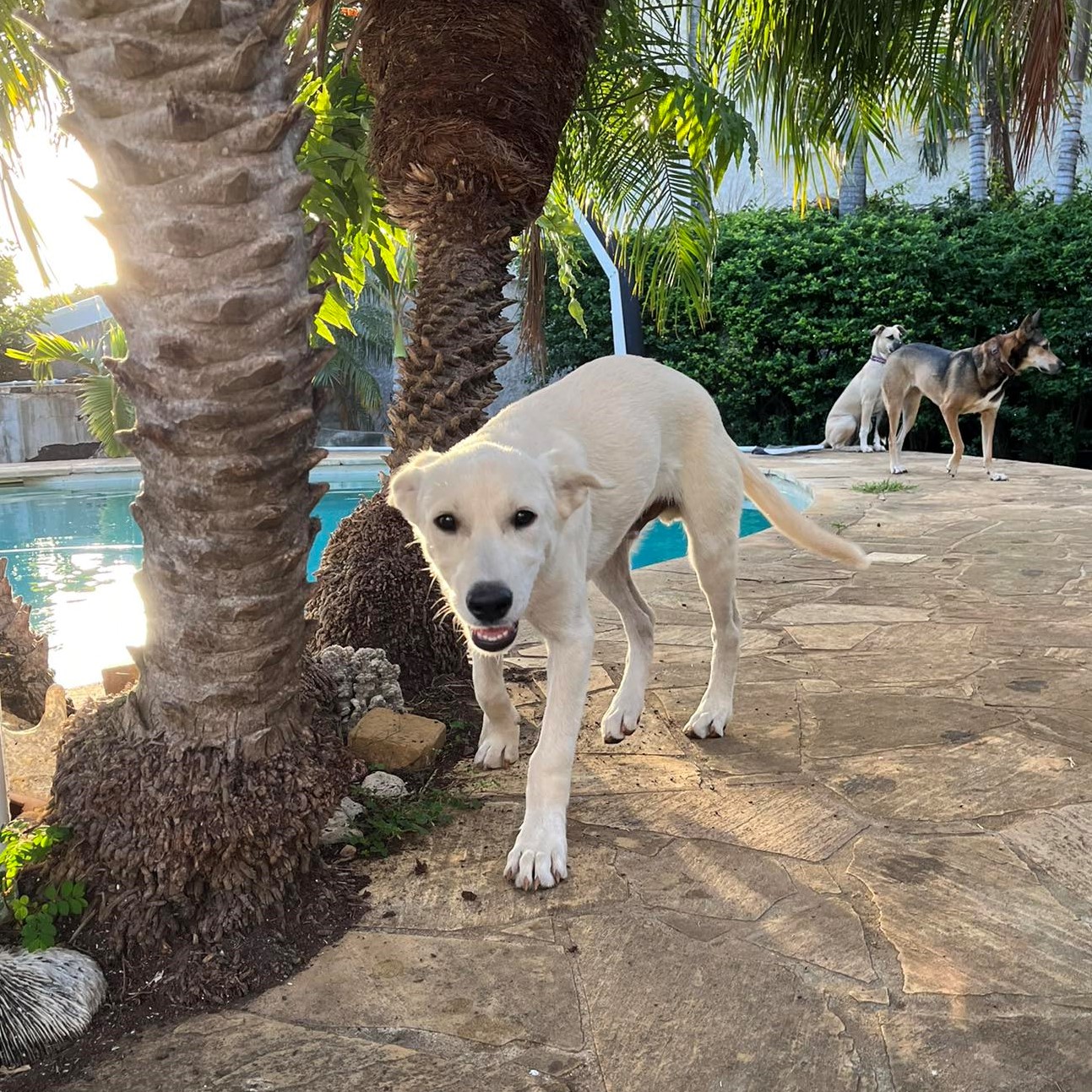 chien beige qui marche vers l'objectif