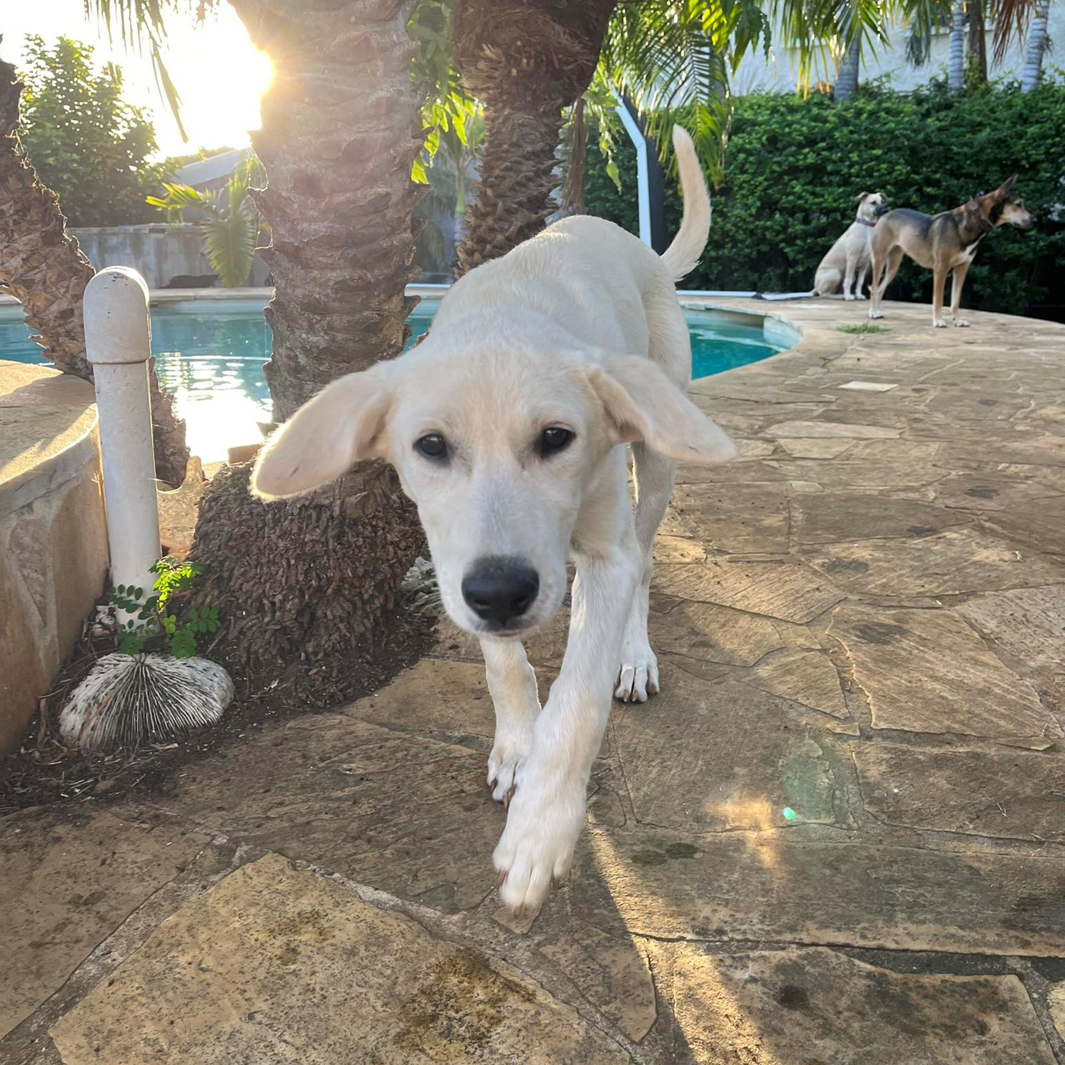 chien beige qui marche vers l'objectif