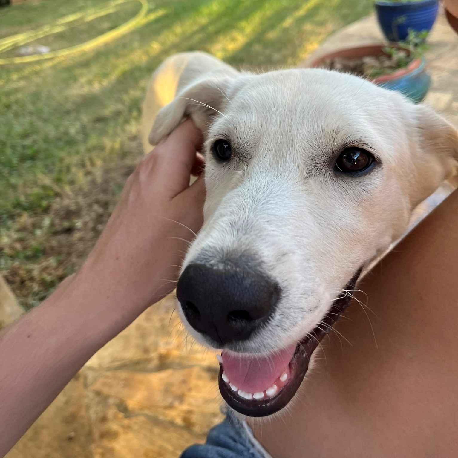 chien beige qui pose sa tête dans la main d'un humain, semble heureux