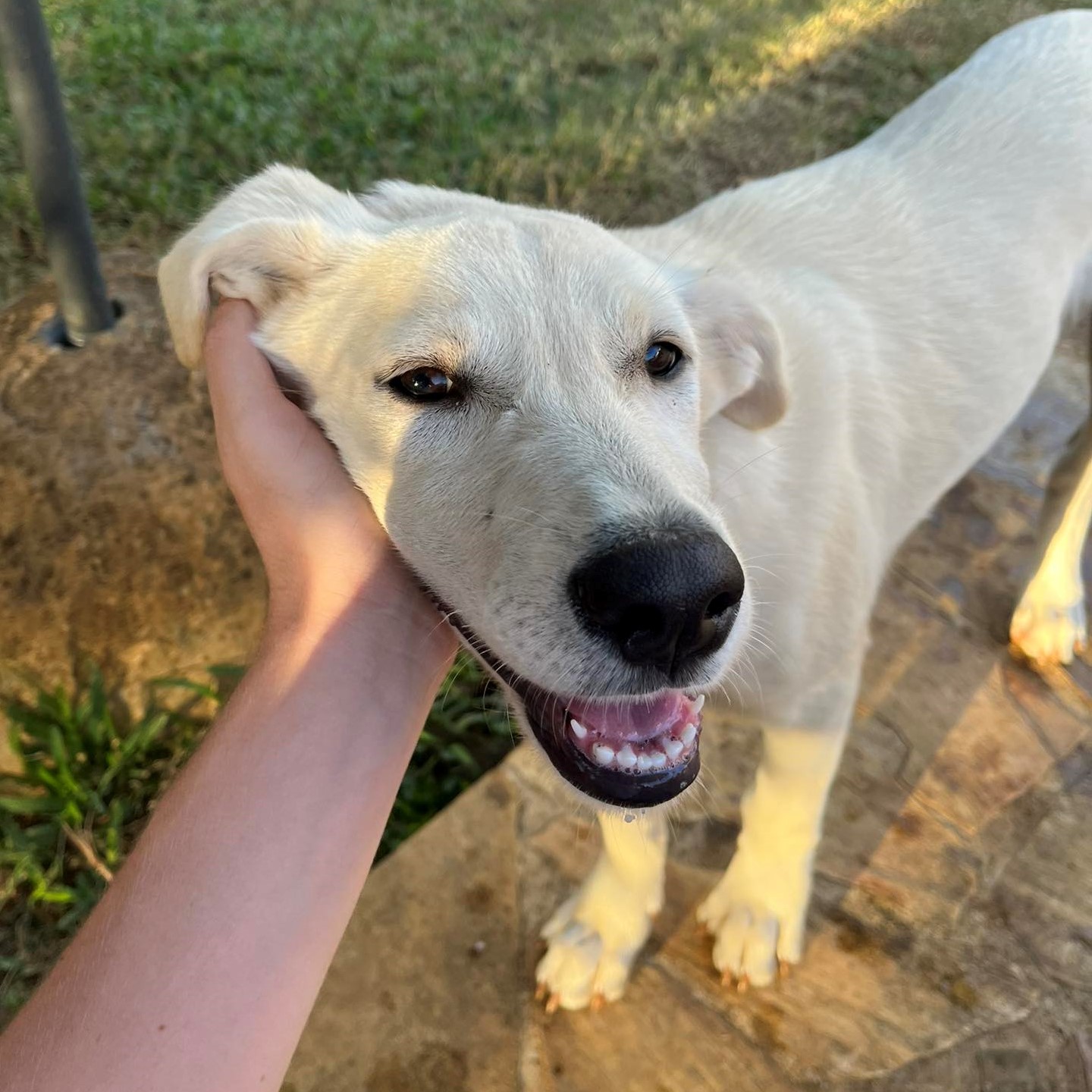 chien beige qui pose sa tête dans la main d'un humain, semble heureux