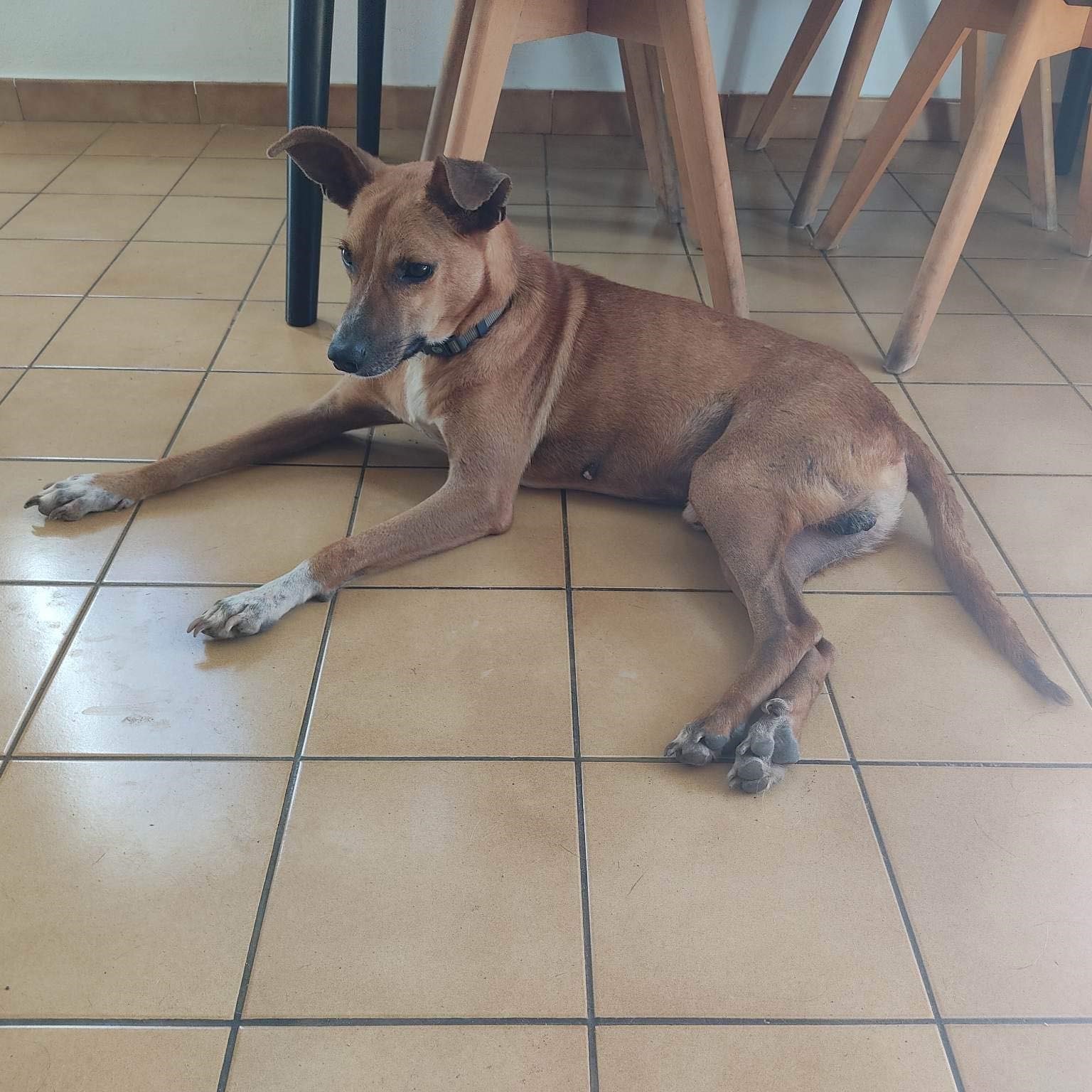 chien fauve aux pattes blanches couché sur un carrelage intérieur