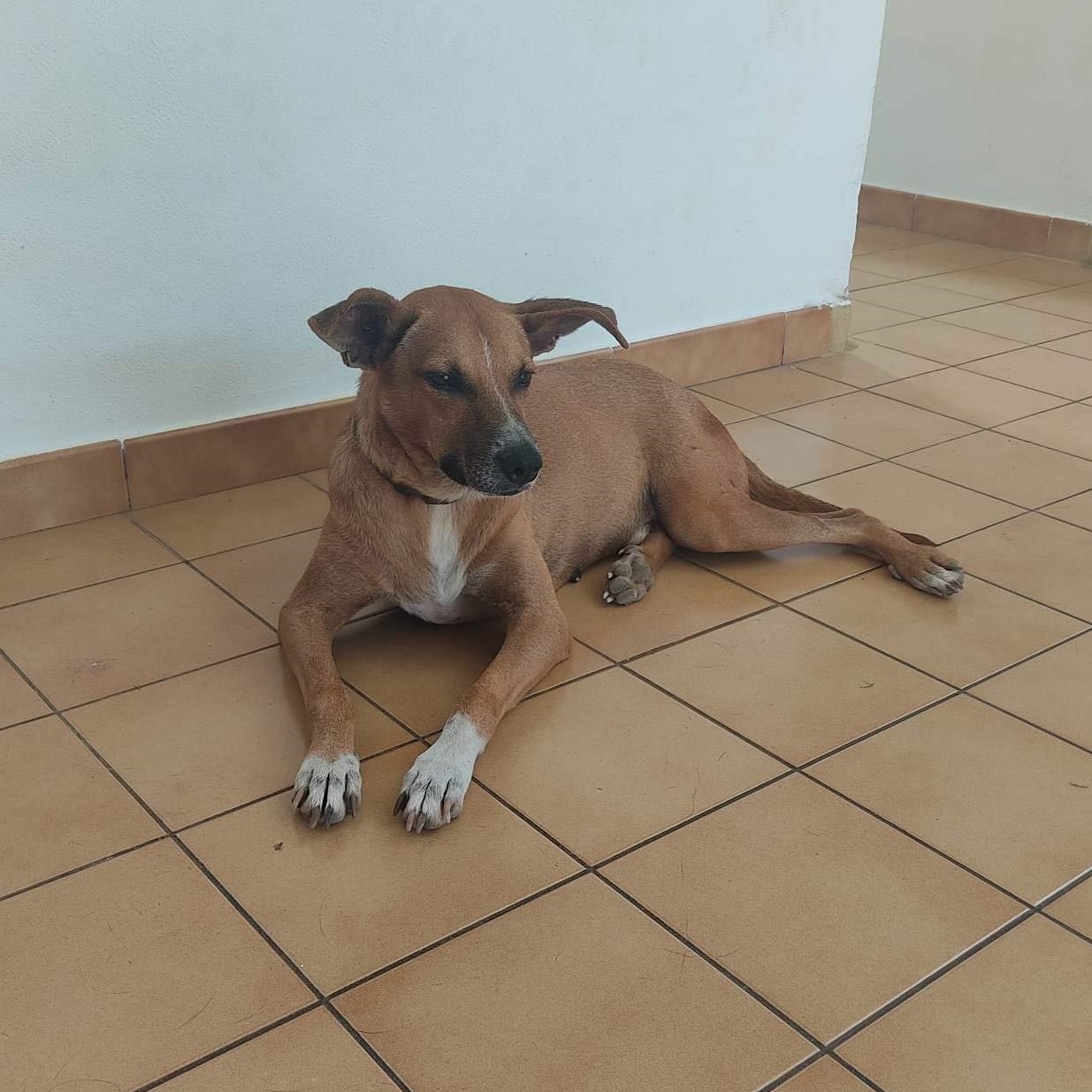 chien fauve aux pattes blanches couché sur un carrelage intérieur