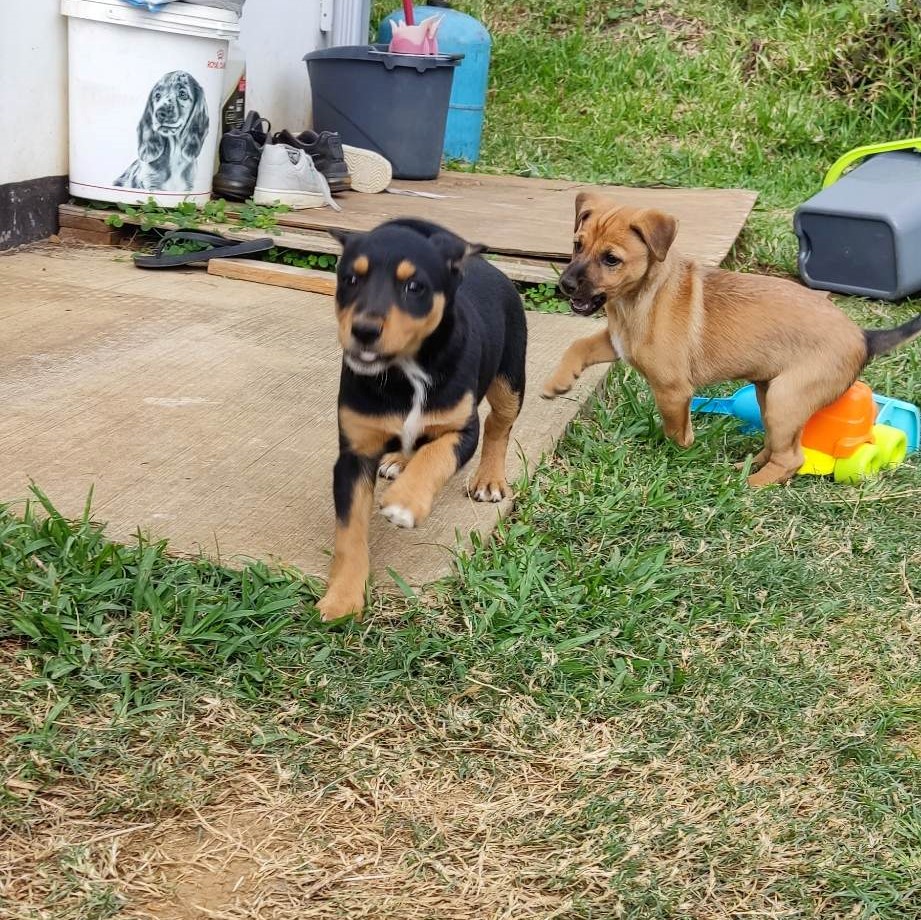 chiot noir et feu qui court vers l'objectif