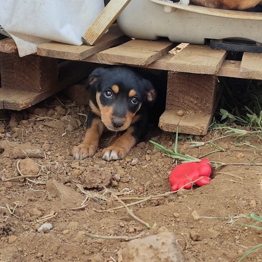 chiot noir et feu allongé dans la terre sous une palette de chantier