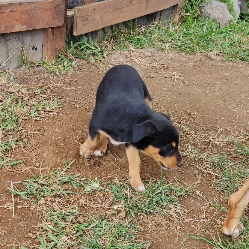 chiot noir et feu qui joue sur de la terre battue