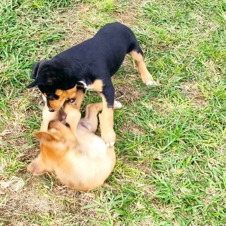 chiot noir et feu qui joue avec un chiot fauve