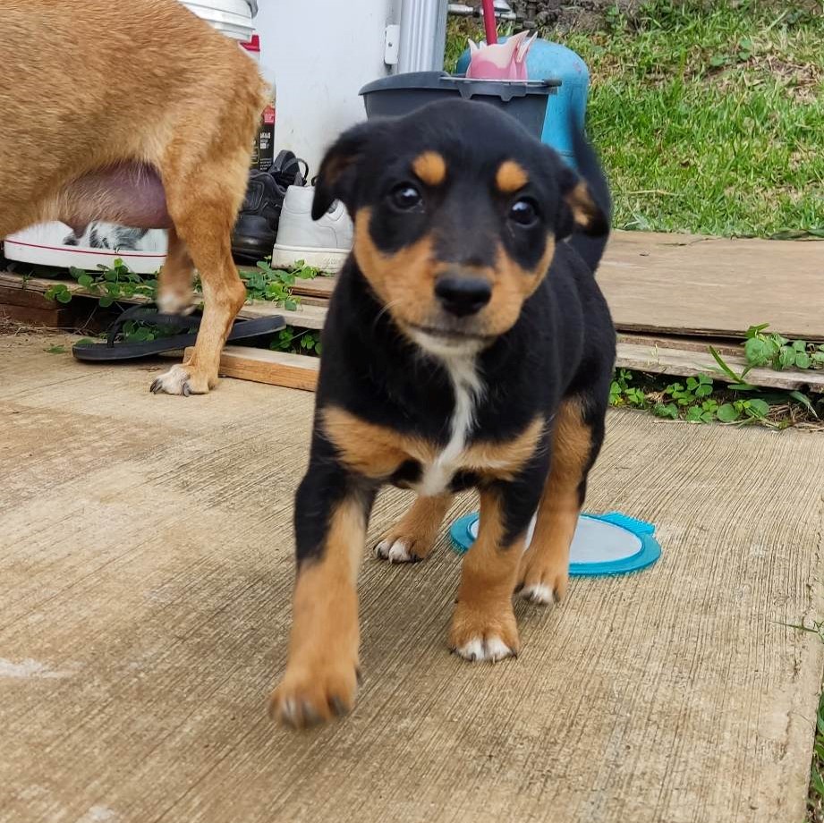 chiot noir et feu qui avance vers l'objectif