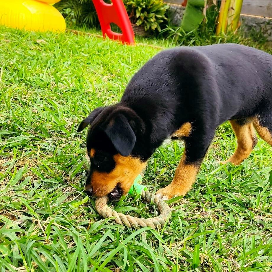 chiot noir et feu de profil en train de jouer avec une corde dans l'herbe