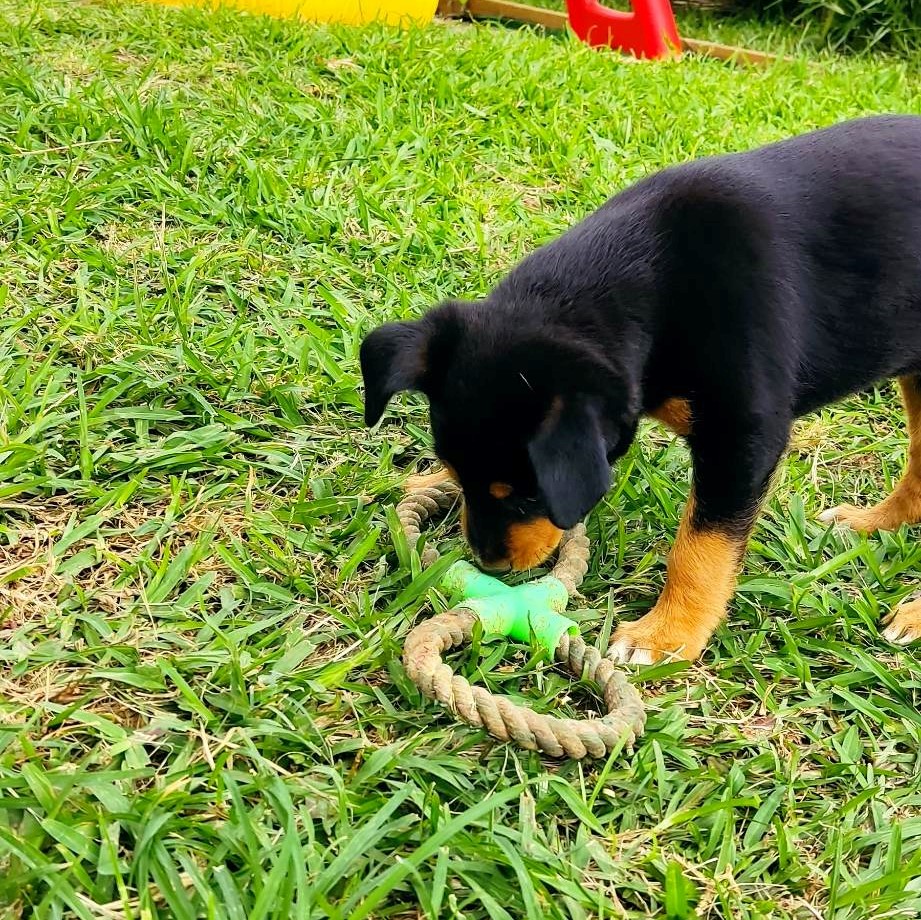 chiot noir et feu de profil en train de jouer avec une corde dans l'herbe