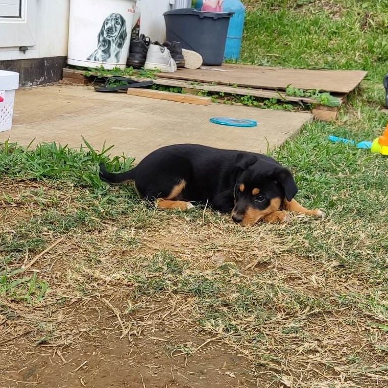 chiot noir et feu couché dans l'herbe