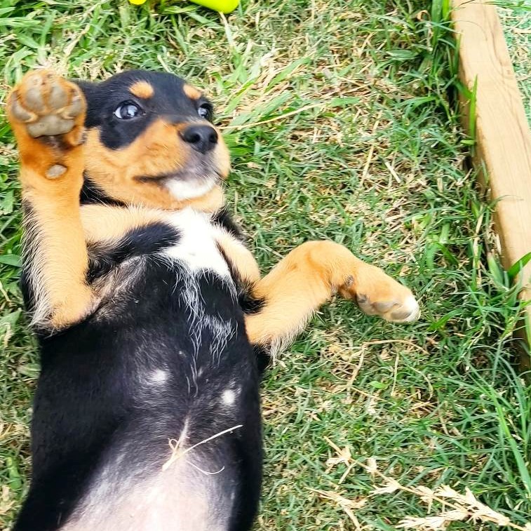 chiot noir et feu couché sur le dos