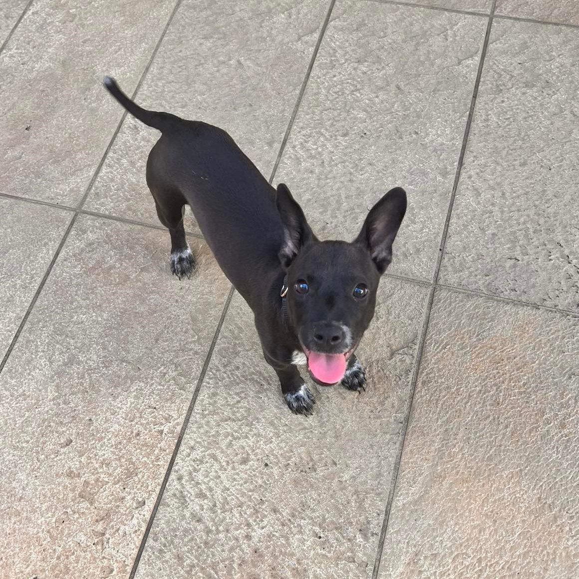 Chiot noir au plastron blanc avec les oreilles dressées