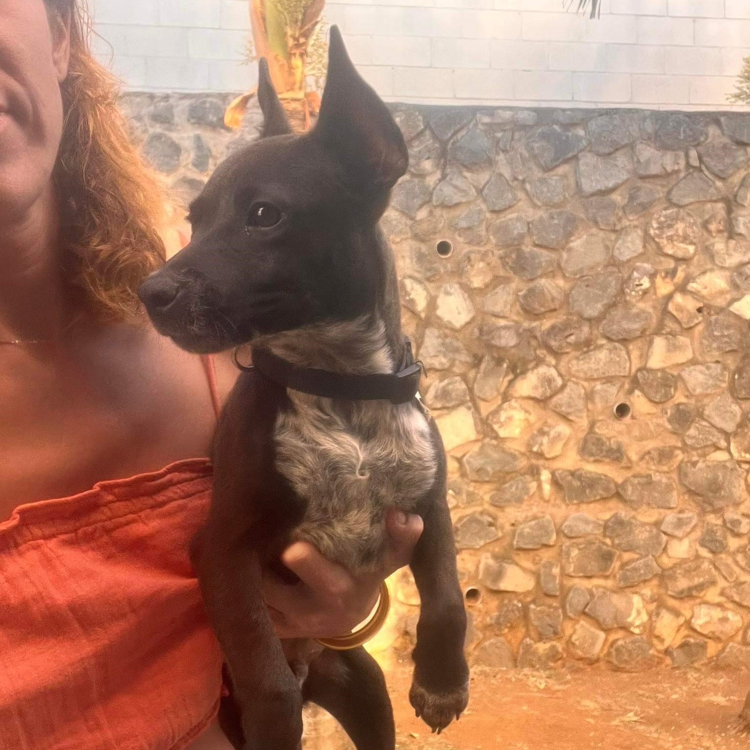 Chiot noir au plastron blanc avec les oreilles dressées porté dans les bras