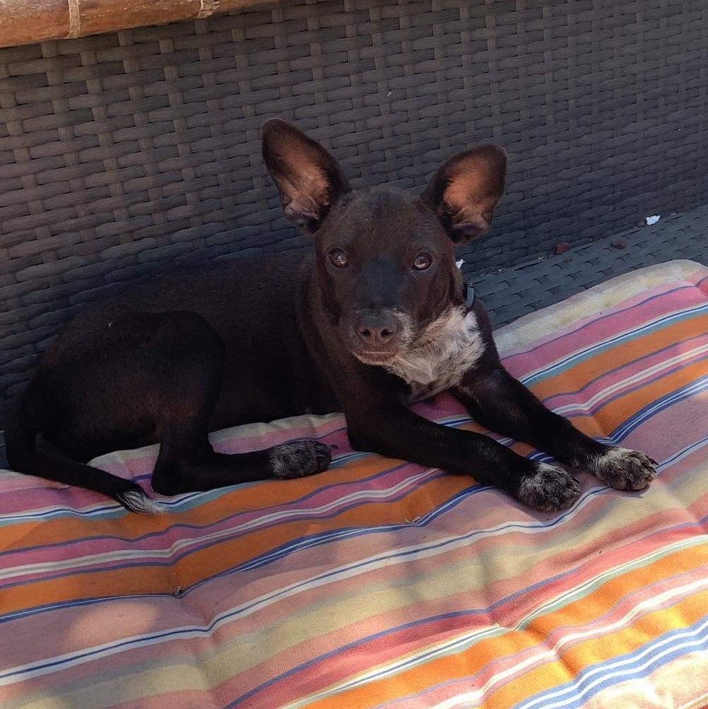 Chiot noir au plastron blanc avec les oreilles dressées couché