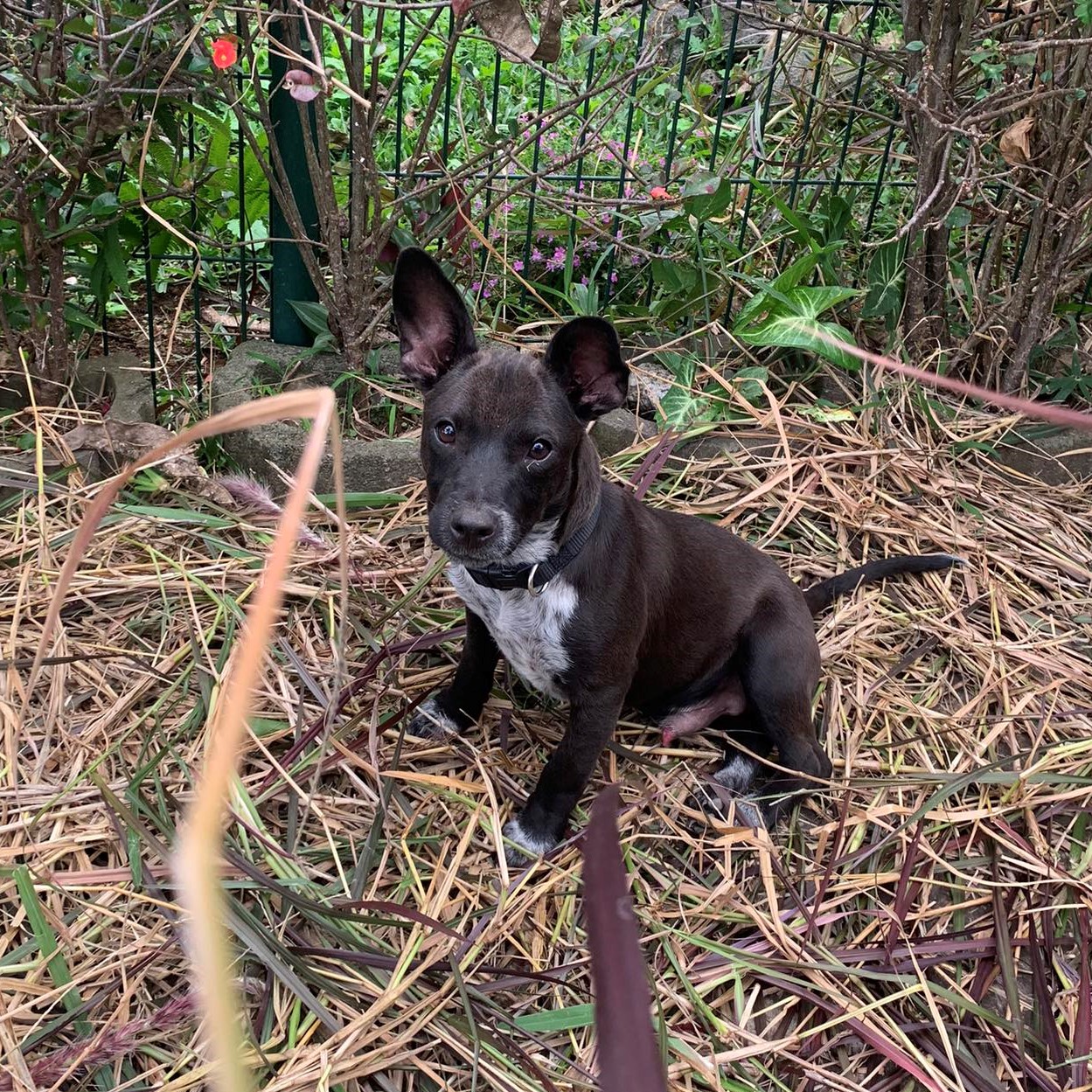 Chiot noir au plastron blanc avec les oreilles dressées assis dans l'herbe